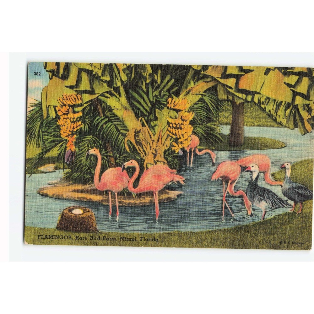 Vintage Flamingos Rare Bird Farm Miami Florida Linen Postcard Tichnor 71664